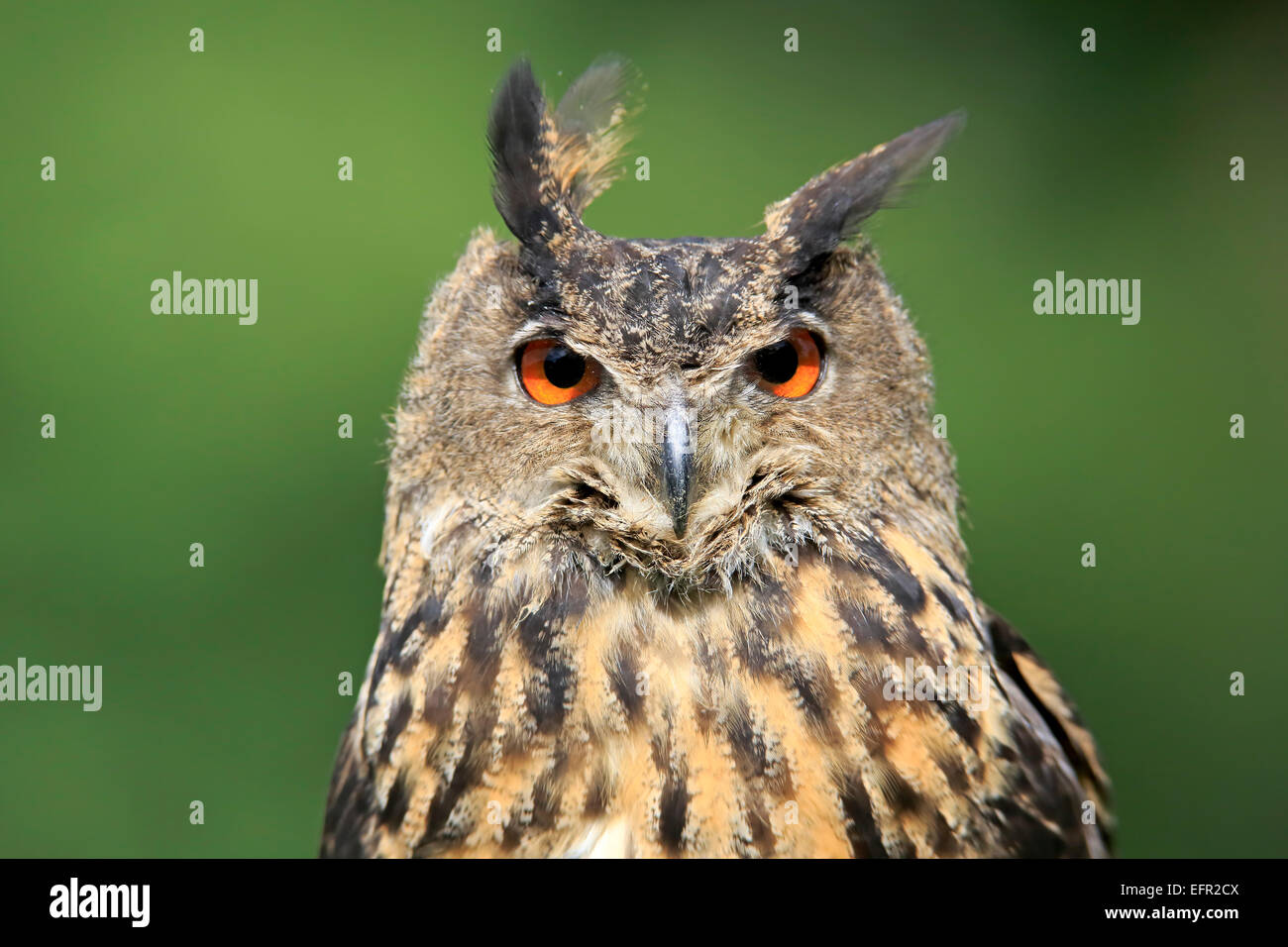 Eurasian Eagle owl Bubo Bubo Adult Captive Eifel Rhineland eurasian-eagle-owl-bubo-bubo-adult-captive-eifel-rhineland