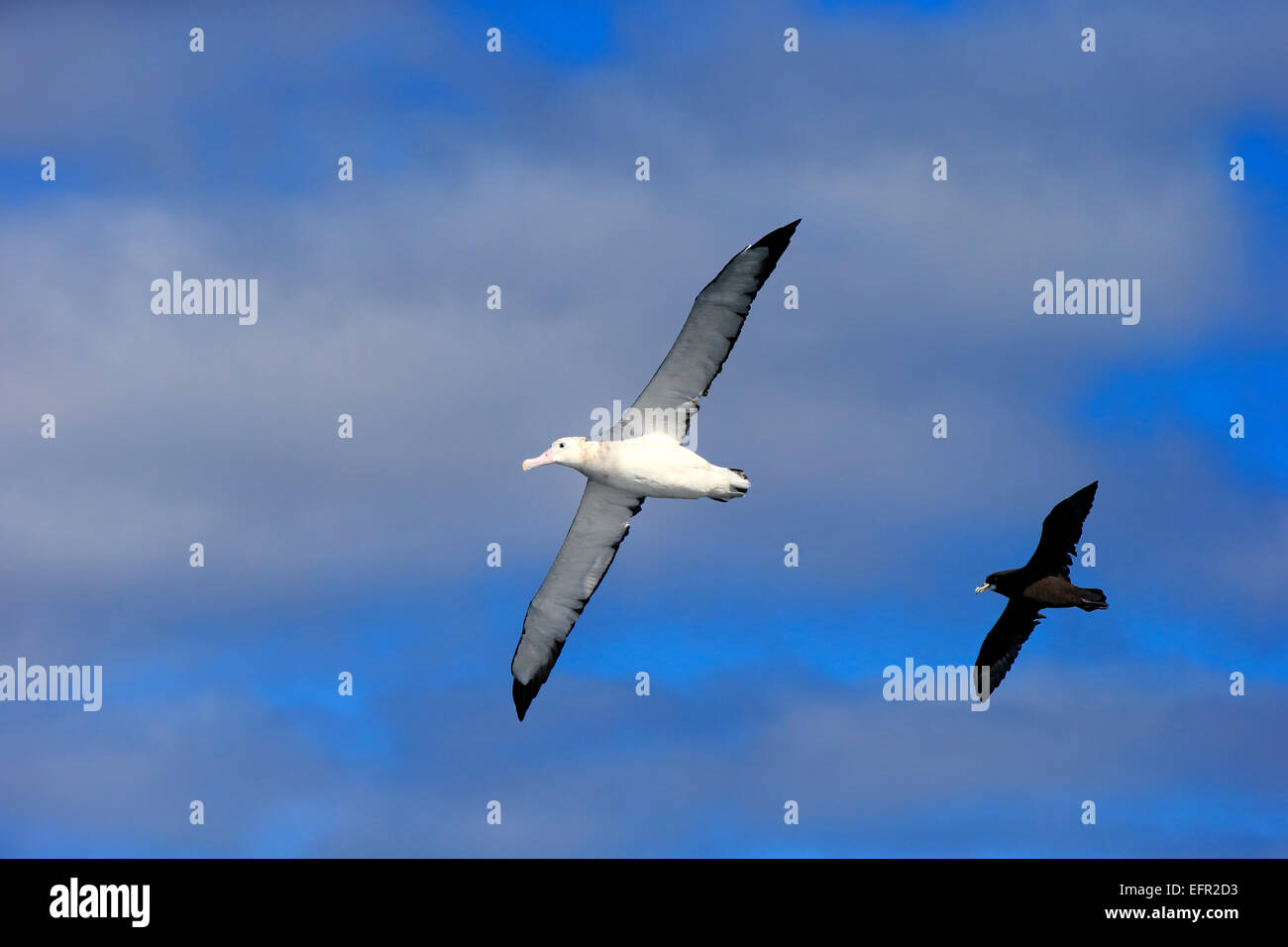 Wandering Albatross (Diomedea exulans), followed by a Cape Hen or White-chinned Petrel (Procellaria aequinoctialis), adult Stock Photo