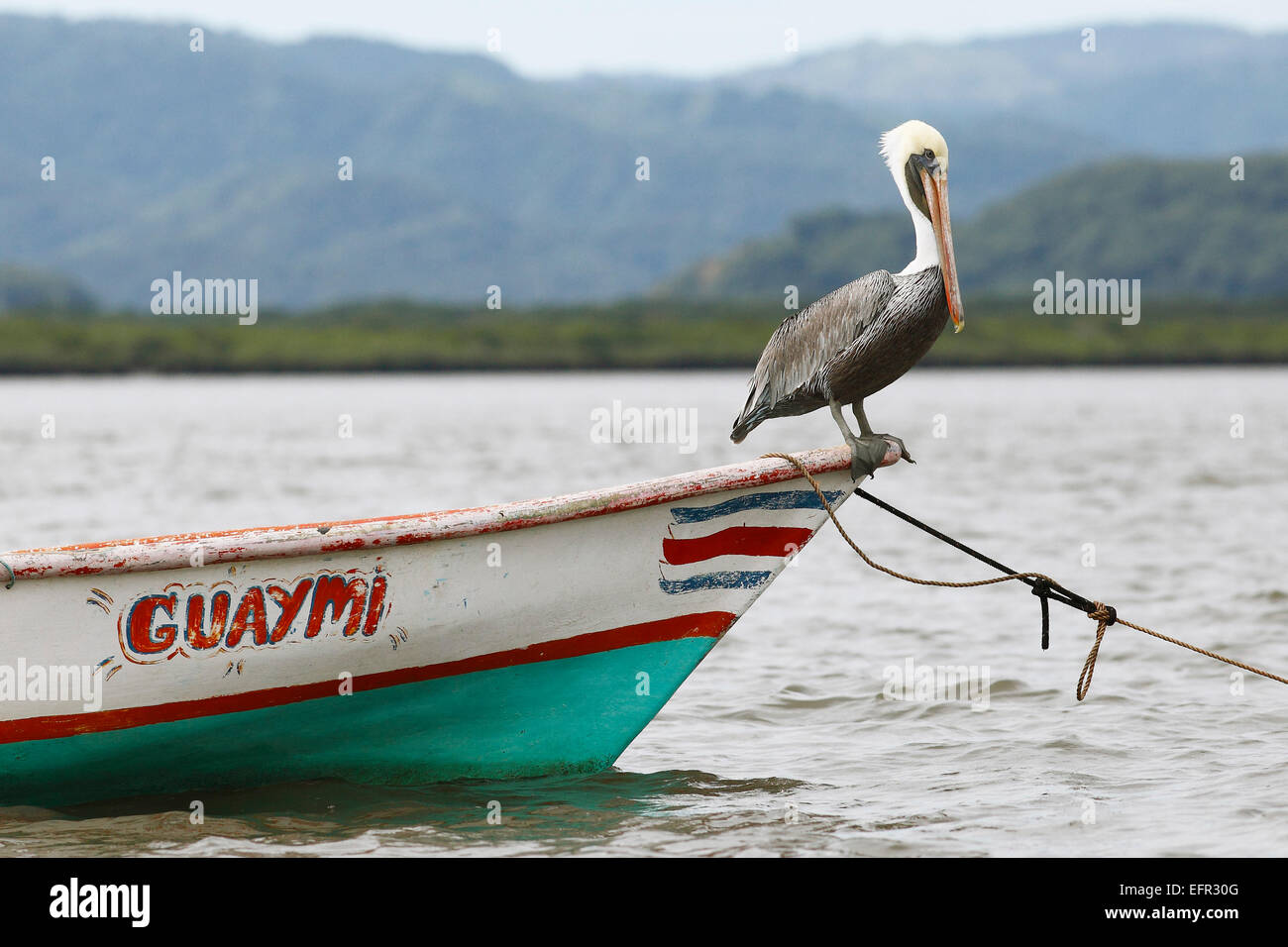 Pelican on a boat, Gulf of Nicoya, Guanacaste Province, Costa Rica Stock Photo