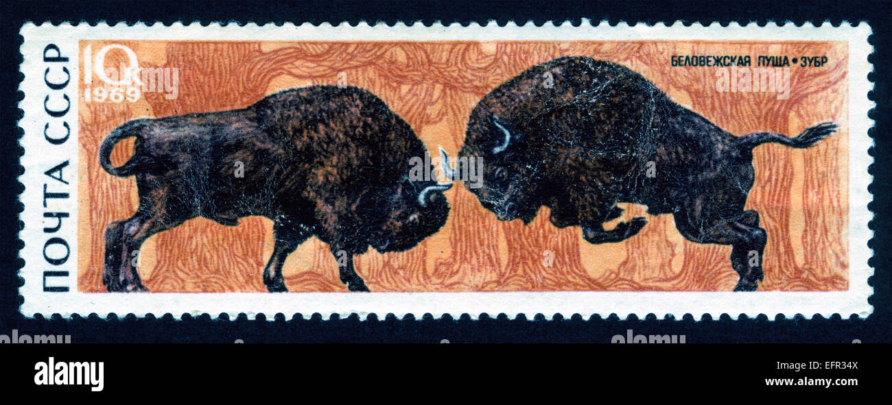USSR,post mark,stamp,animals,animals illustrations,fauna,mammals, aurochs Stock Photo