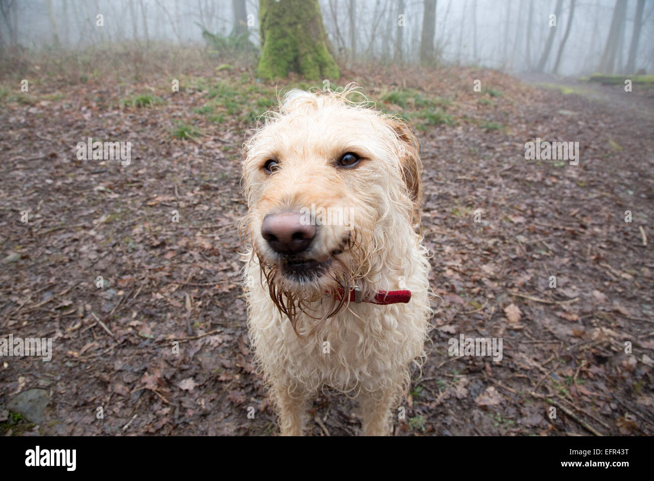 Yellow Labradoodle Portrait Stock Photo Alamy