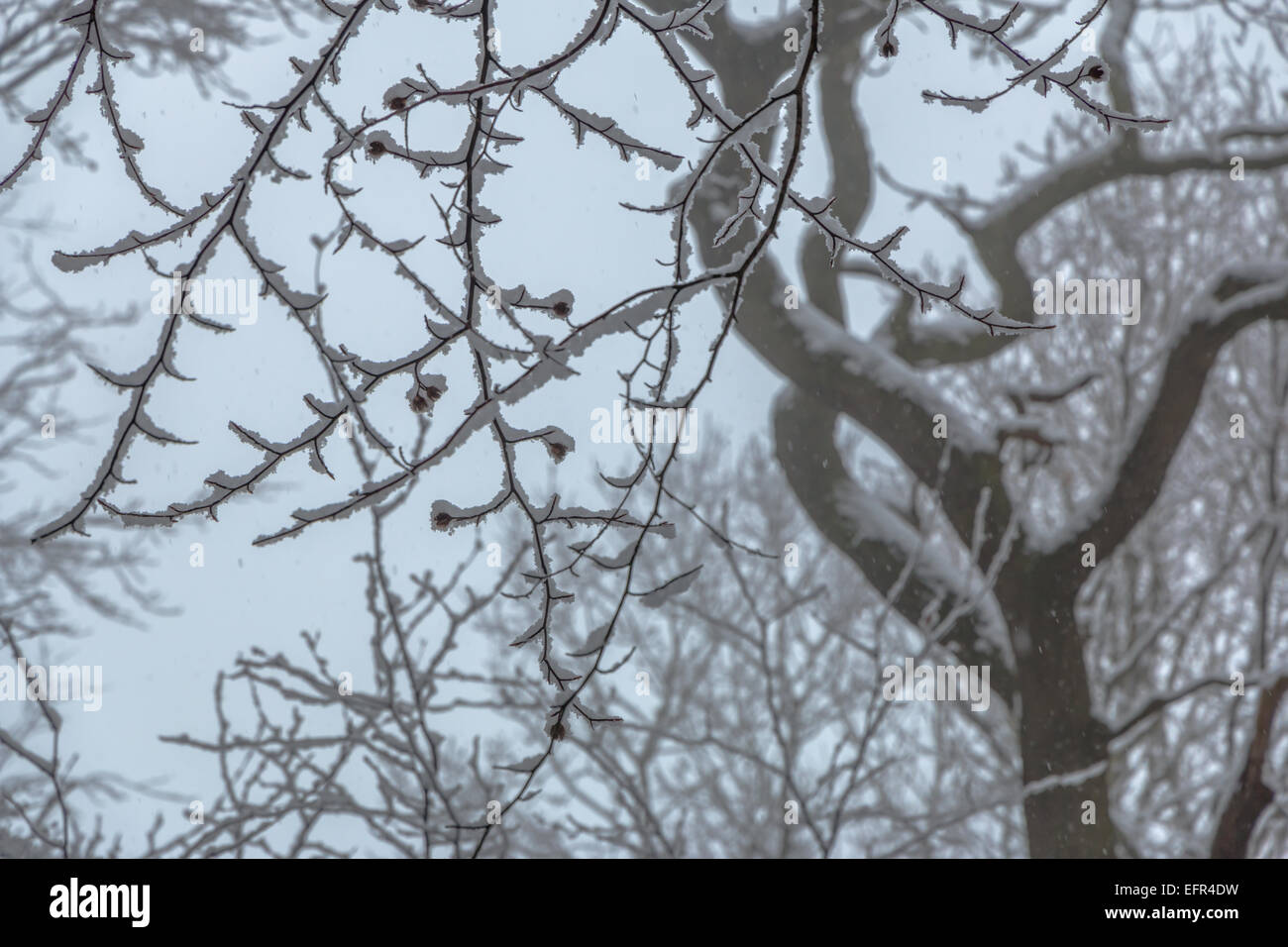 Thin snow hi-res stock photography and images - Alamy