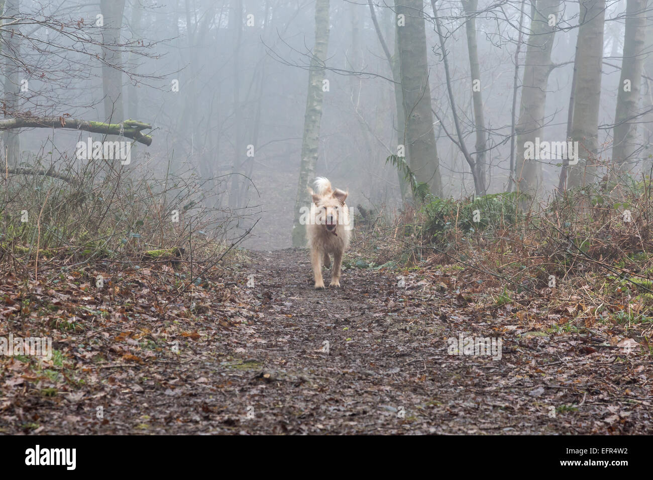 Yellow labradoodle carries her ball through misty woodland Stock Photo