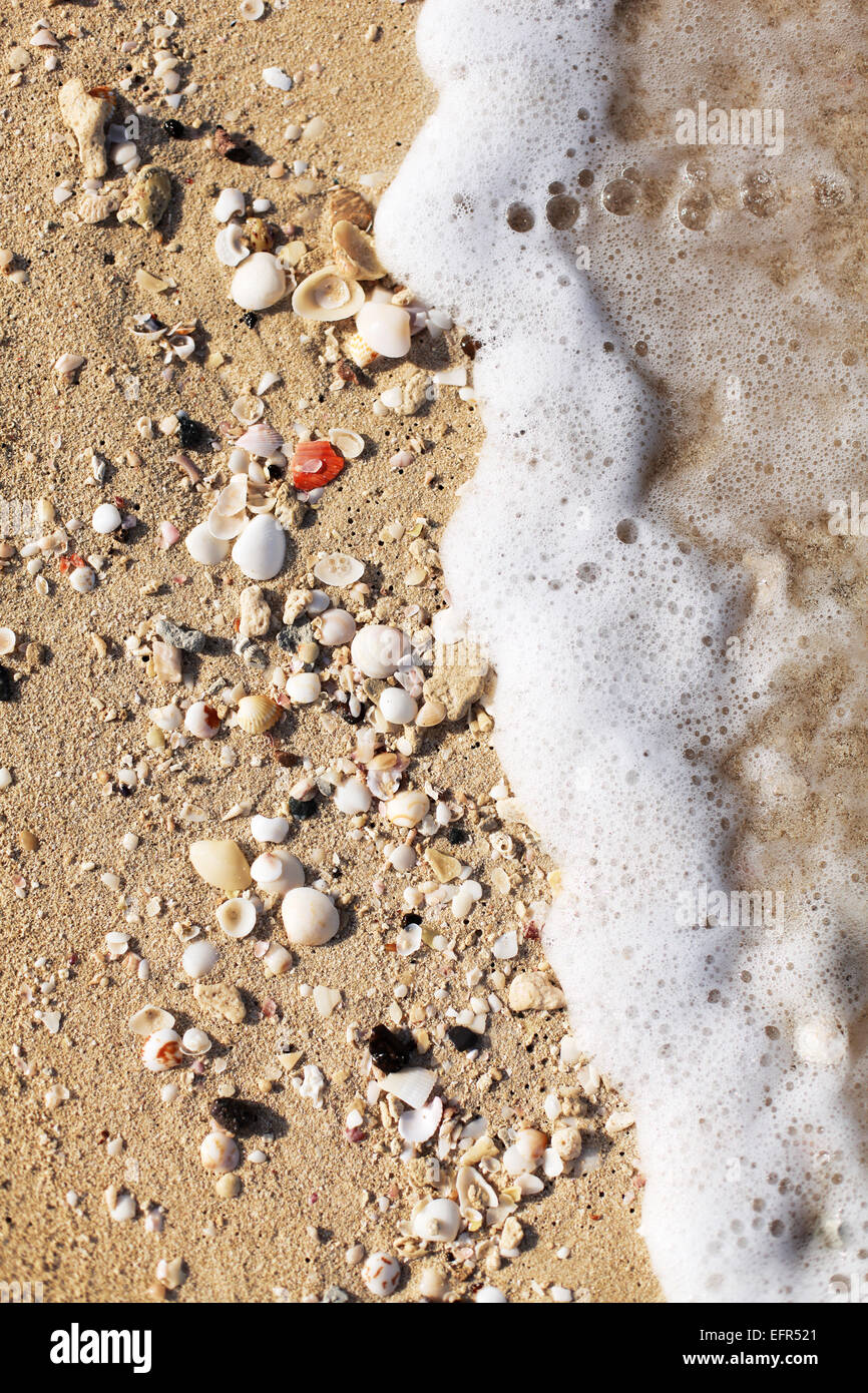 Shells on the beach sand Stock Photo Alamy