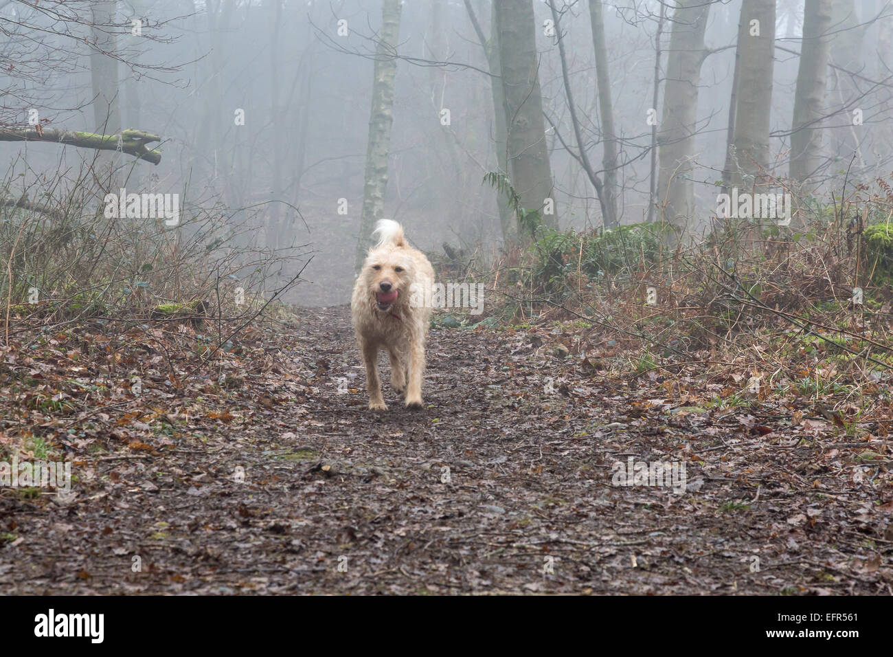 Yellow labradoodle carries her ball through misty woodland Stock Photo