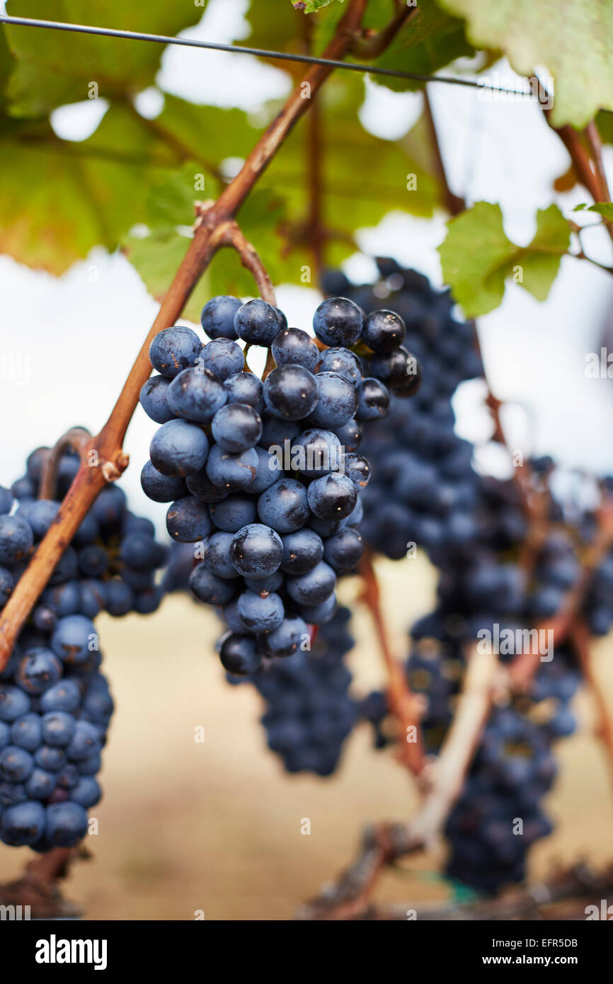 Close up of ripe bunches of red grapes on vine, Kelowna, British Columbia, Canada Stock Photo