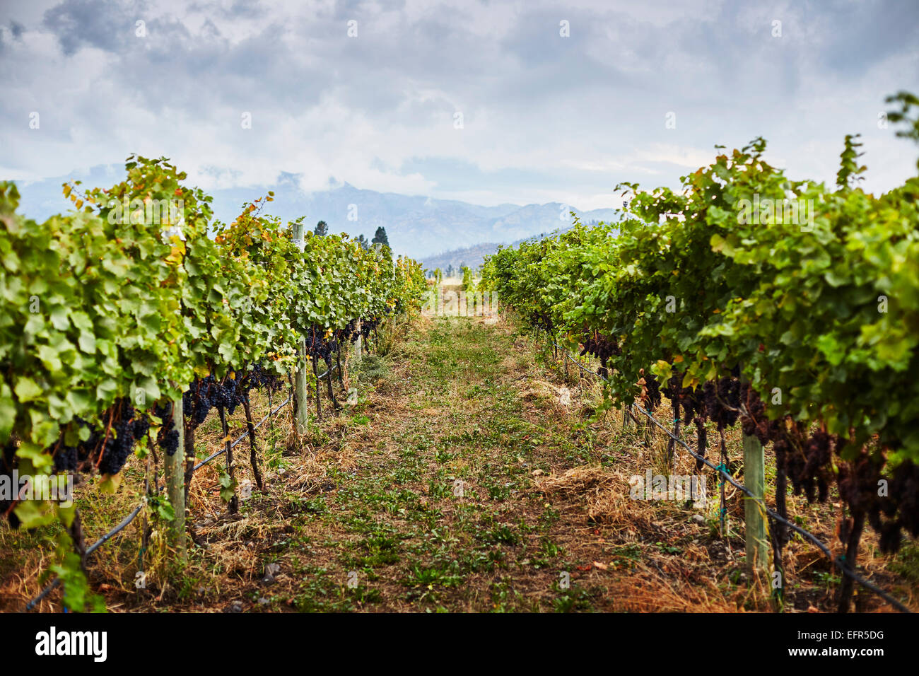 Rows of vines in vineyard, Kelowna, British Columbia, Canada Stock Photo