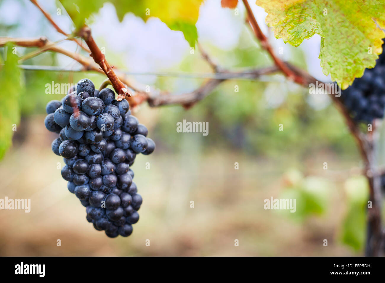 Close up of ripe bunch of red grapes on vine, Kelowna, British Columbia, Canada Stock Photo