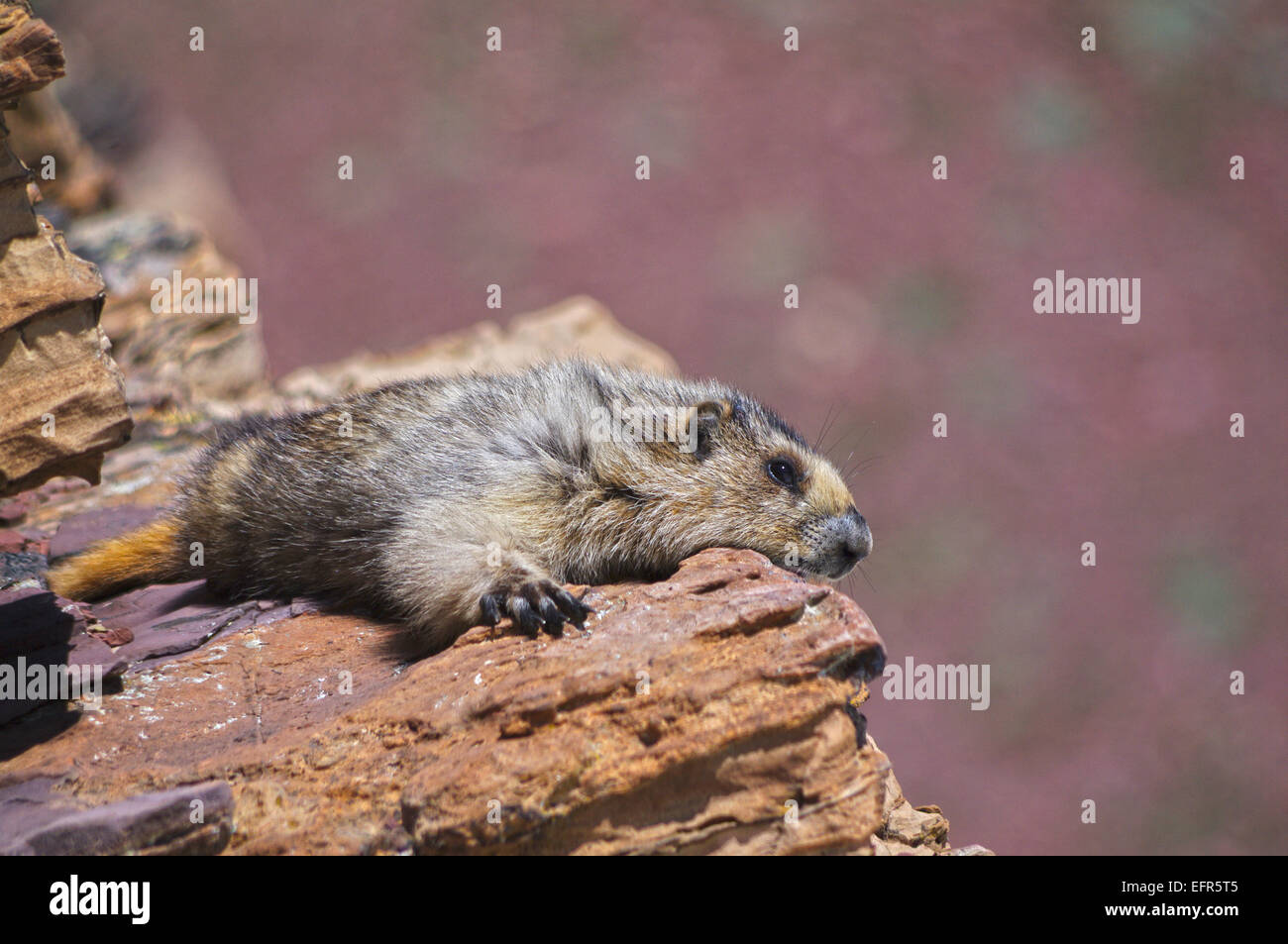 Marmot resting on a stone ledge in Waterton Lakes National Park, Canada. Stock Photo