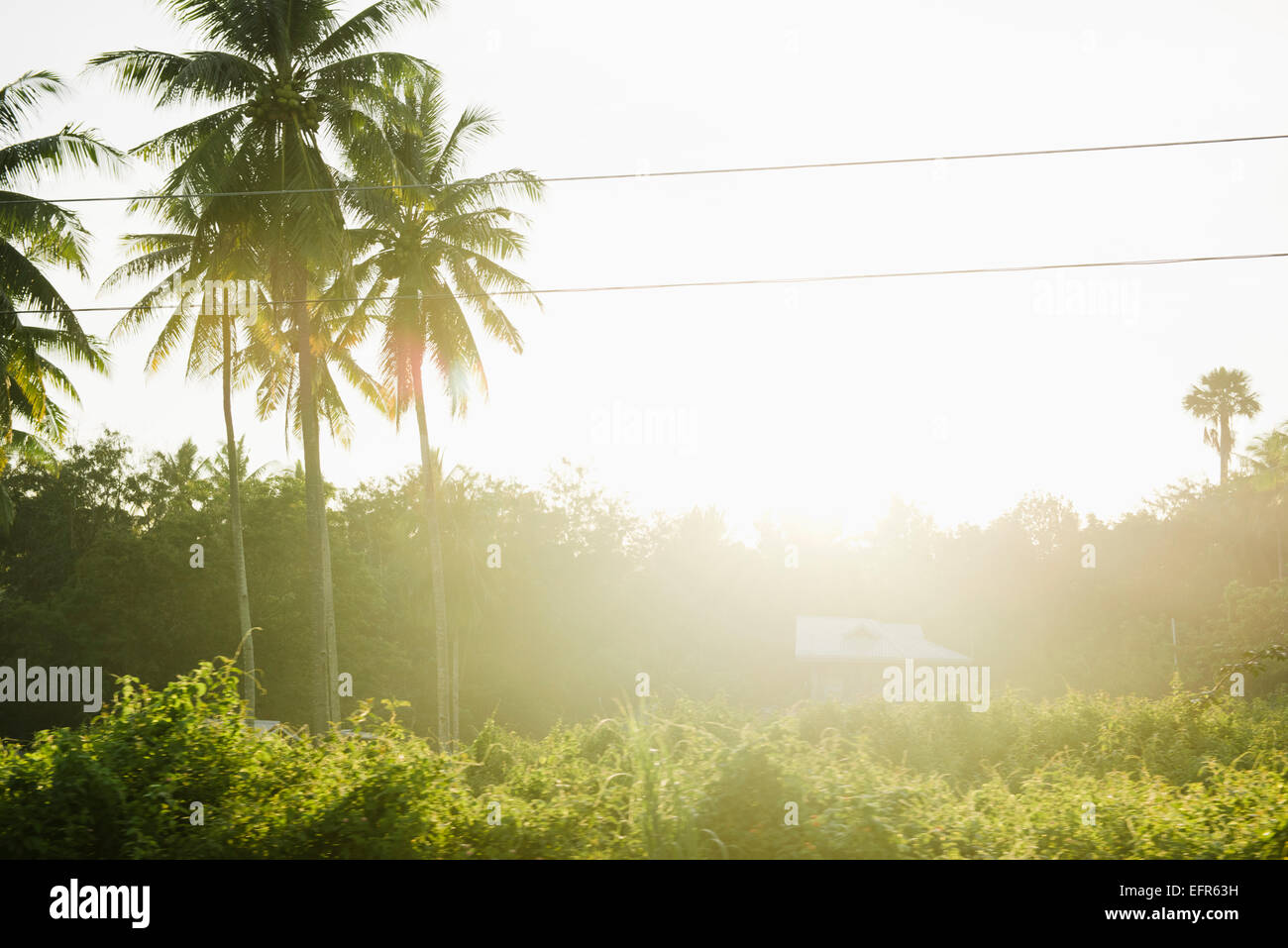 Field landscape with palm trees, Cebu, Philippines Stock Photo Alamy