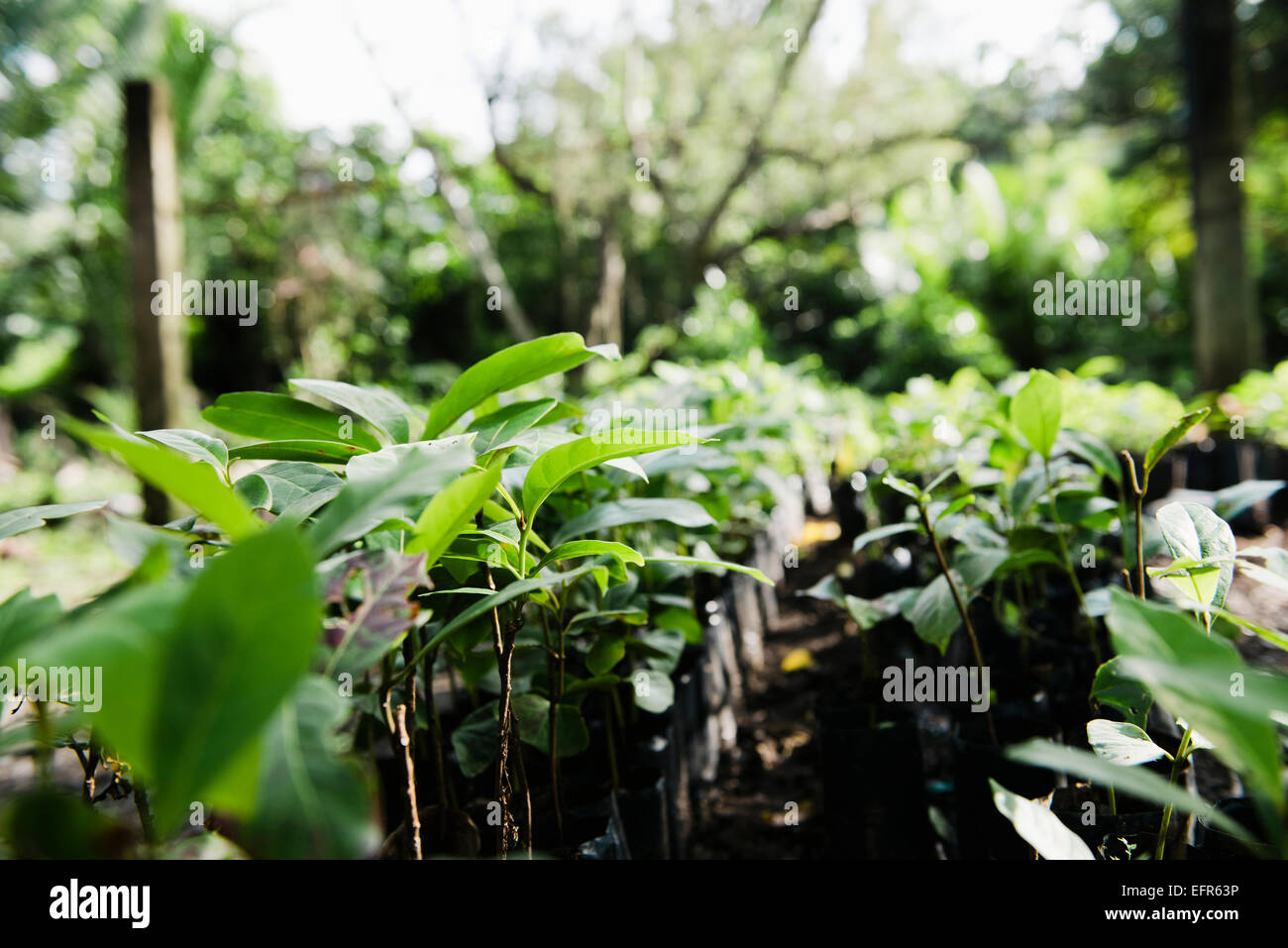 Rows of plants growing in garden, Cebu, Philippines Stock Photo - Alamy
