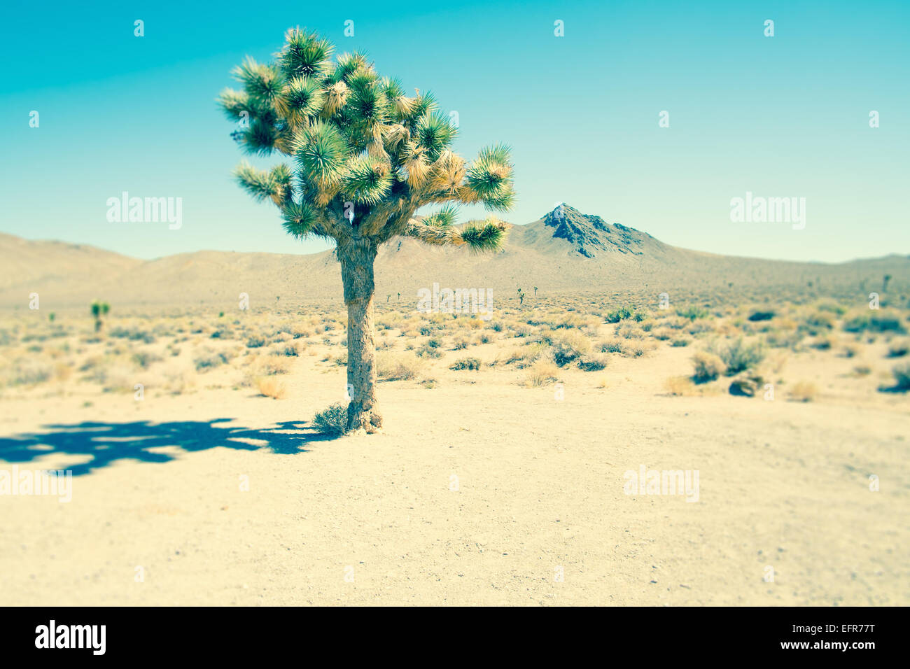 Lone joshua tree, Death Valley National Park, California, USA Stock Photo