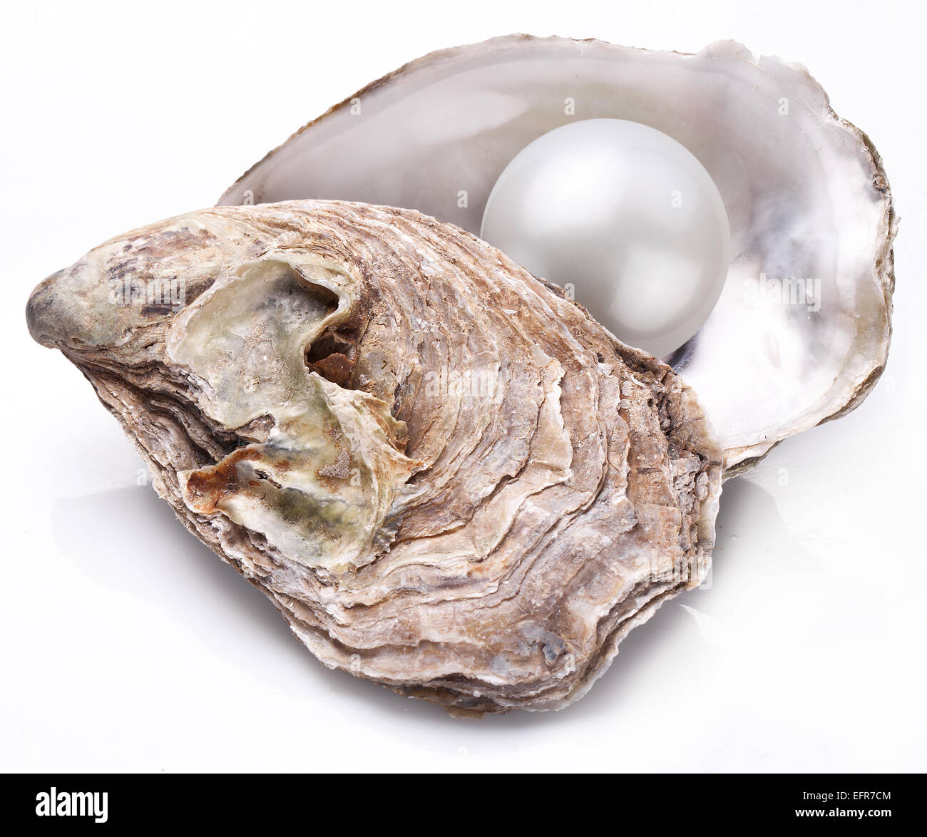 Open oyster with pearl isolated on white background. Stock Photo