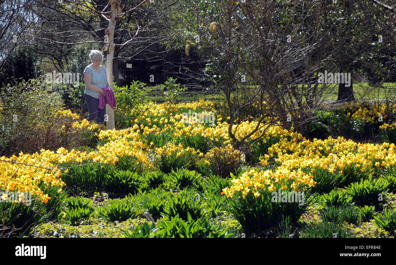 A WALK AMONGST THE DAFFODILS IN THE SUNSHINE AT HILLIER GARDENS, NEAR ROMSEY , HAMPSHIRE Stock Photo