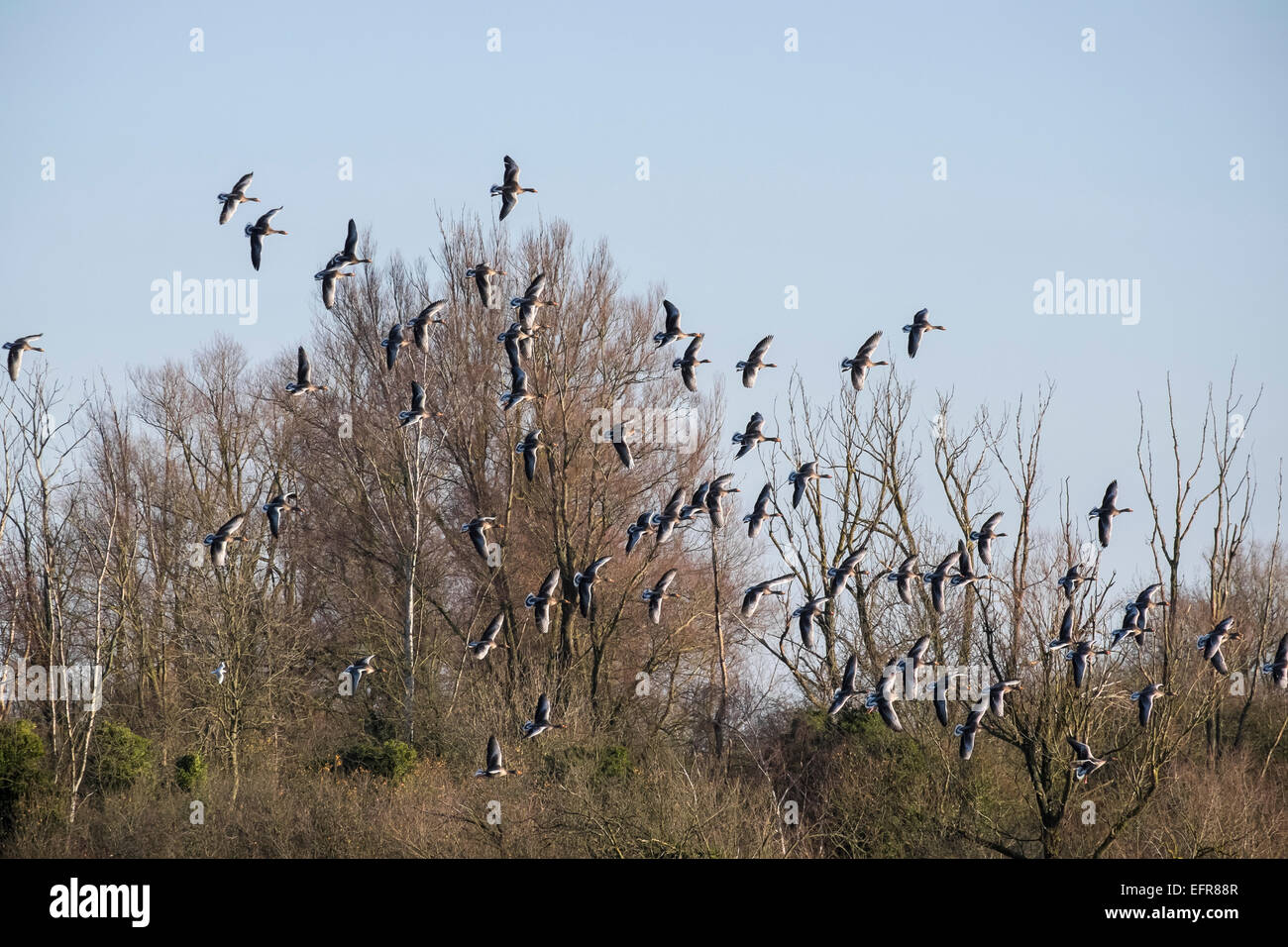 Flock of Greylag Geese circling for landing over lake Milton Cambridgeshire England Stock Photo