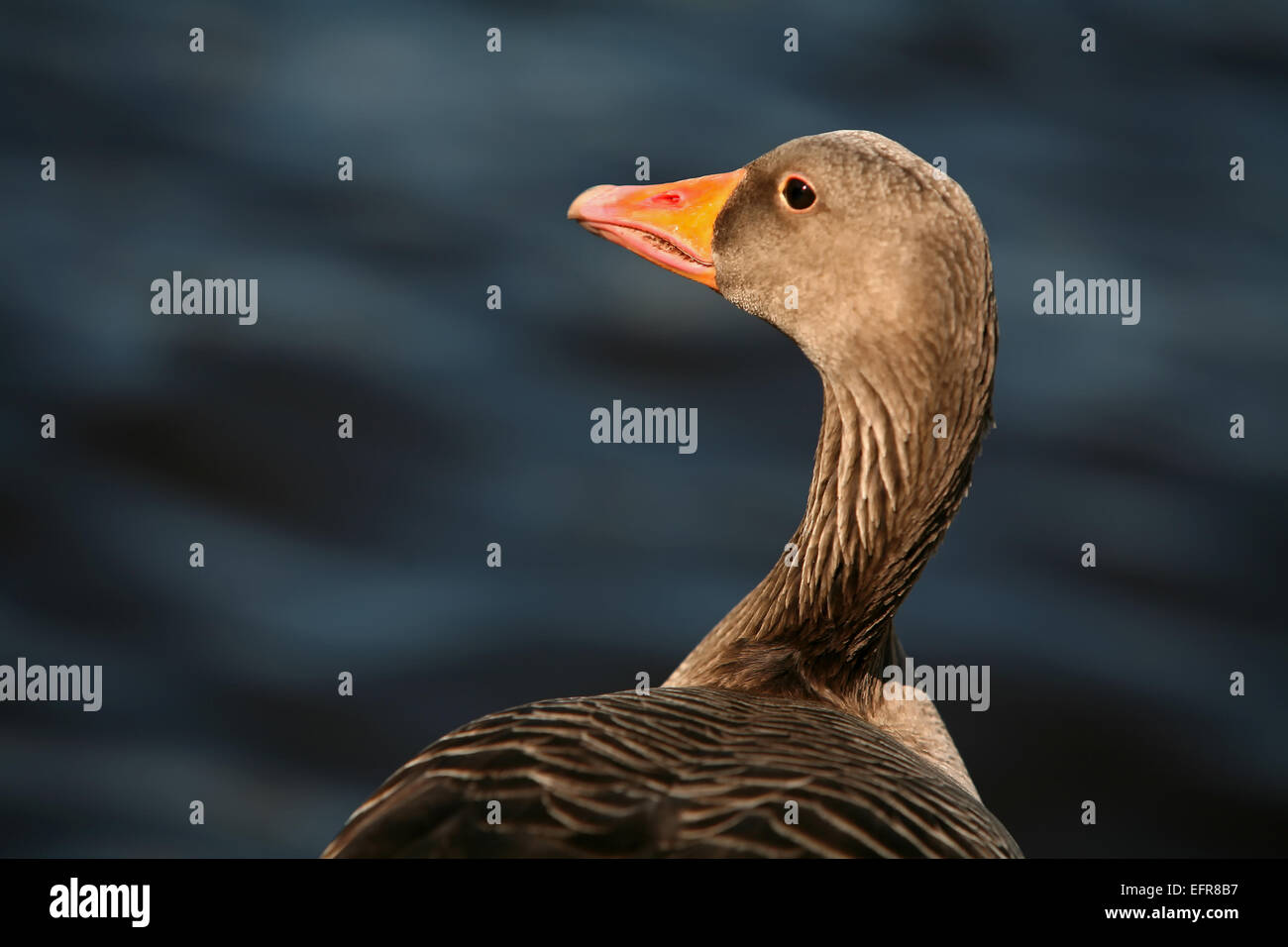 Duck profile photo hi-res stock photography and images - Alamy