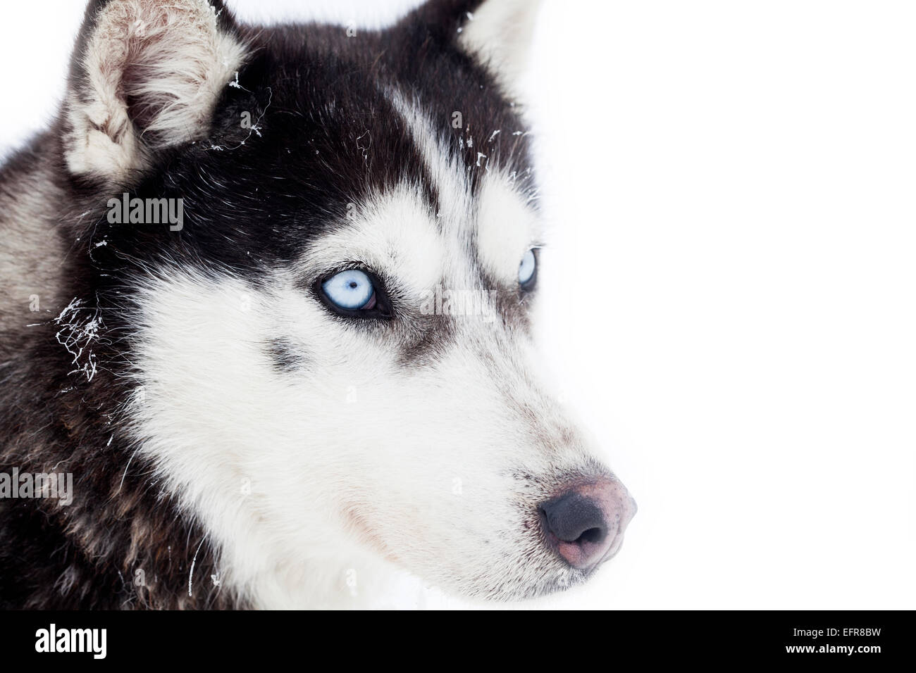 Siberian Husky dog in the snow Stock Photo - Alamy
