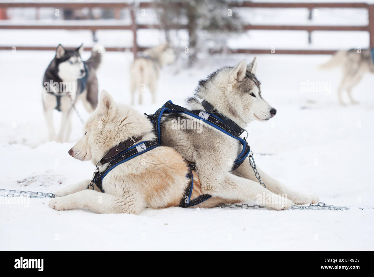 Siberian Husky resting after the ride in the snow Stock Photo - Alamy