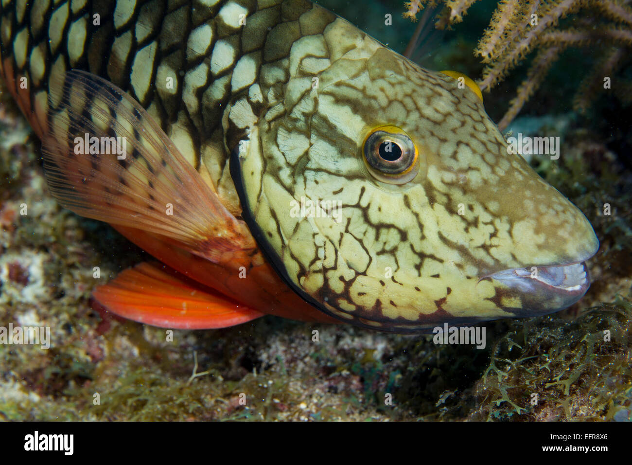 Adult Stoplight parrotfish Stock Photo Alamy