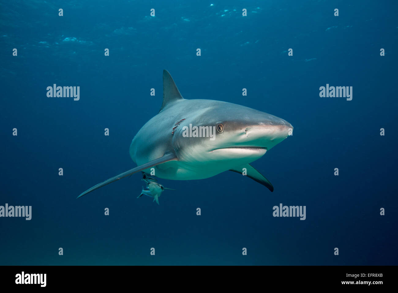 Caribbean reef shark. Stock Photo