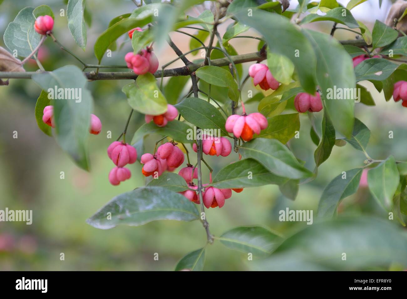 European Spindle - Common Spindle (Euonymus europaeus) in fruit in autumn Provence - France Stock Photo