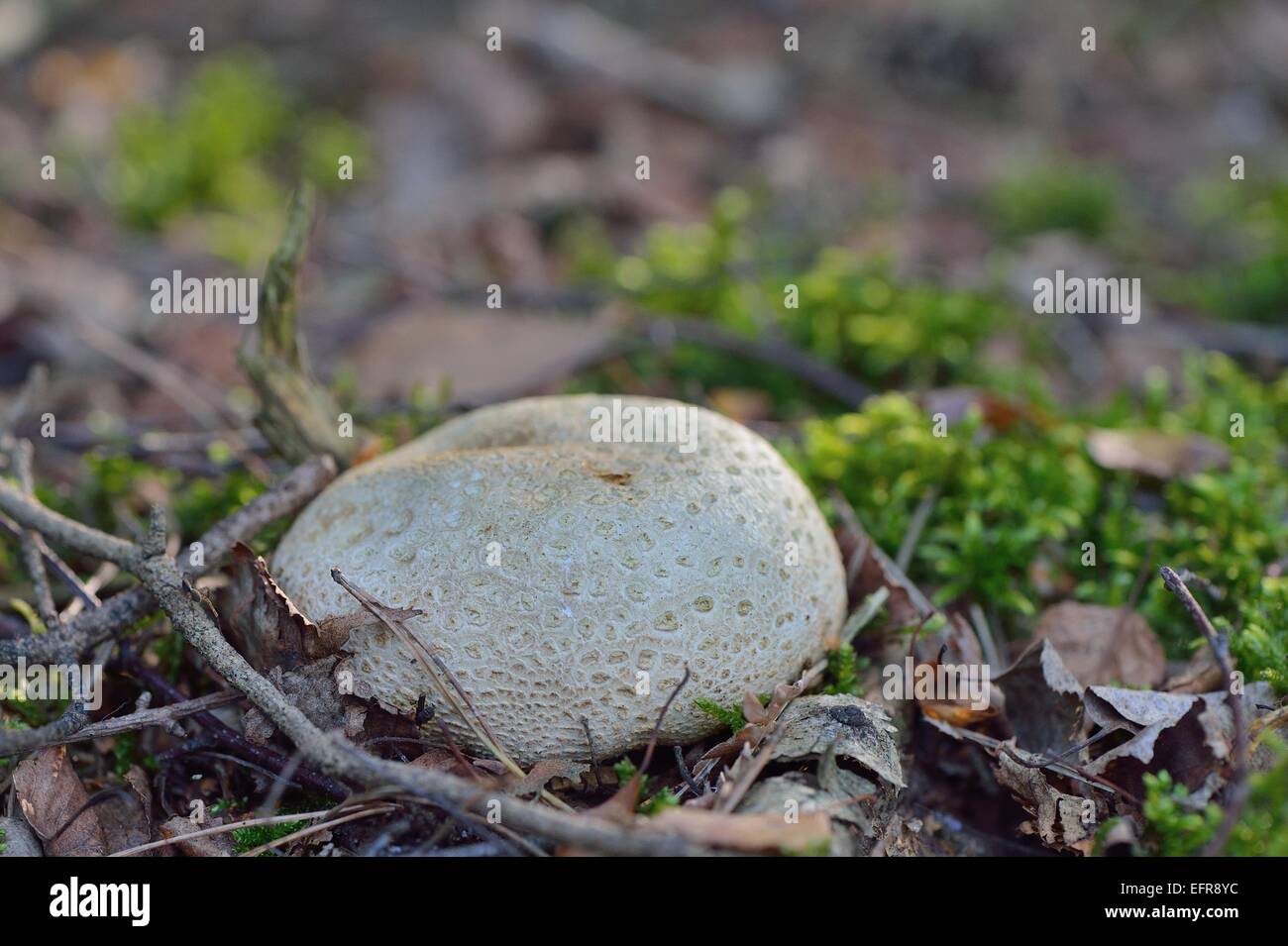 Pigskin Poison Puffball Hi Res Stock Photography And Images Alamy