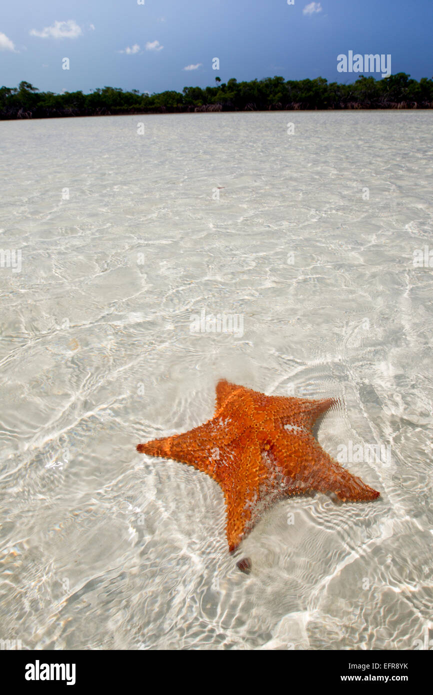 Sea Star in shallow water. Stock Photo