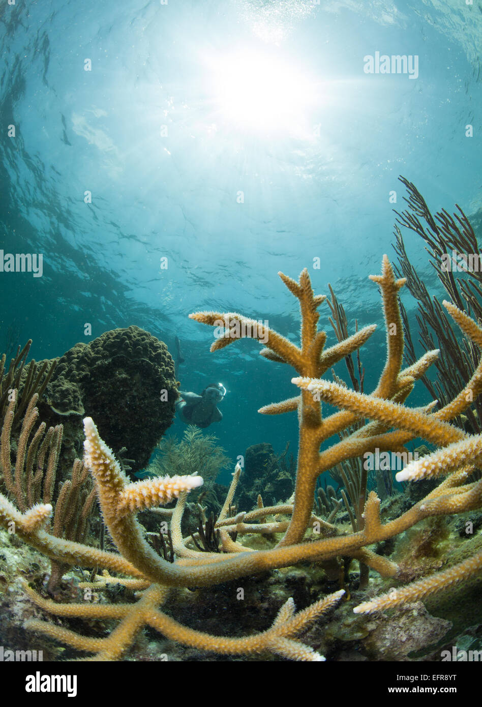 Snorkeler framed by hard coral. Stock Photo