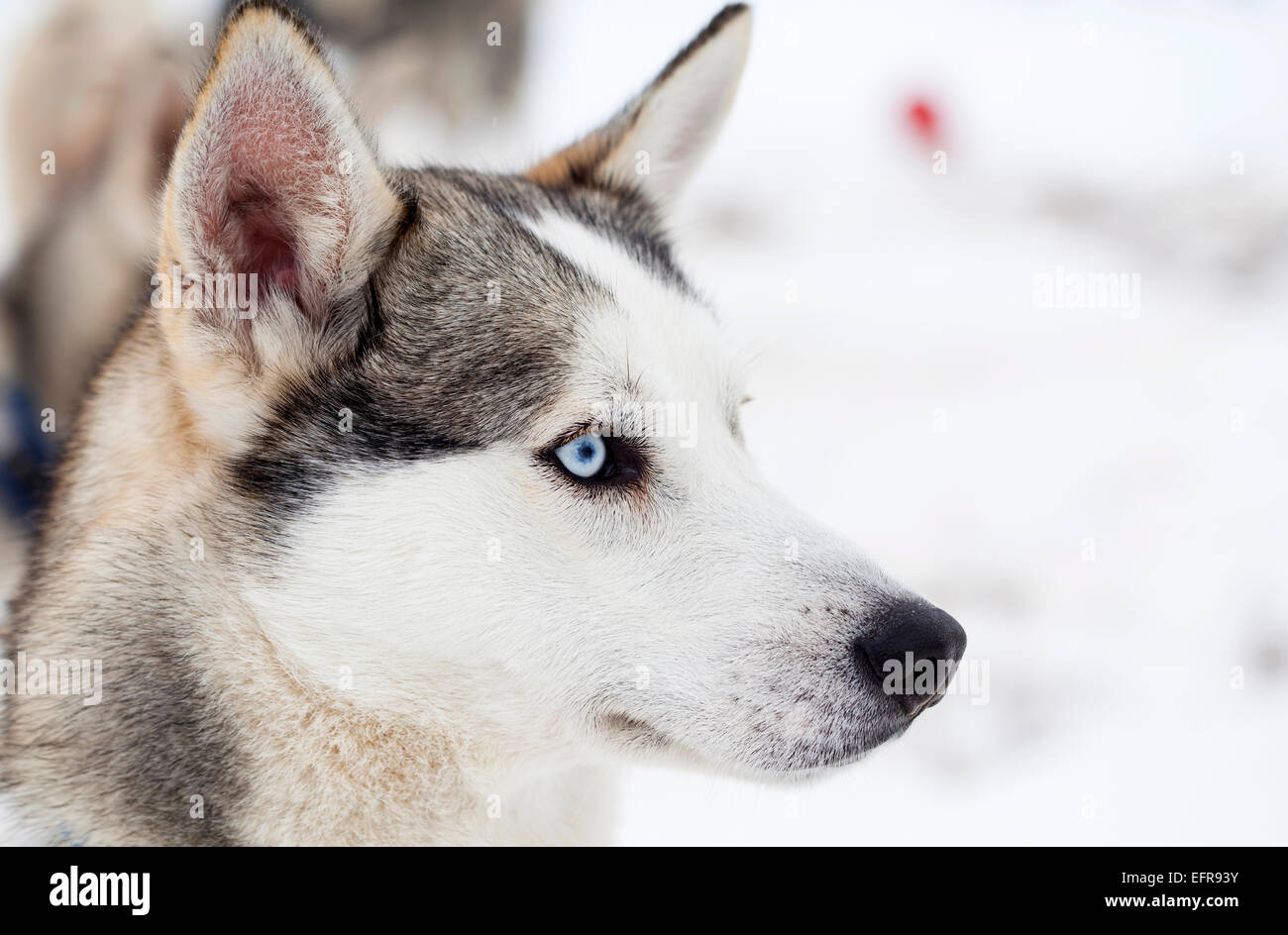 Siberian Husky dog in the snow Stock Photo - Alamy