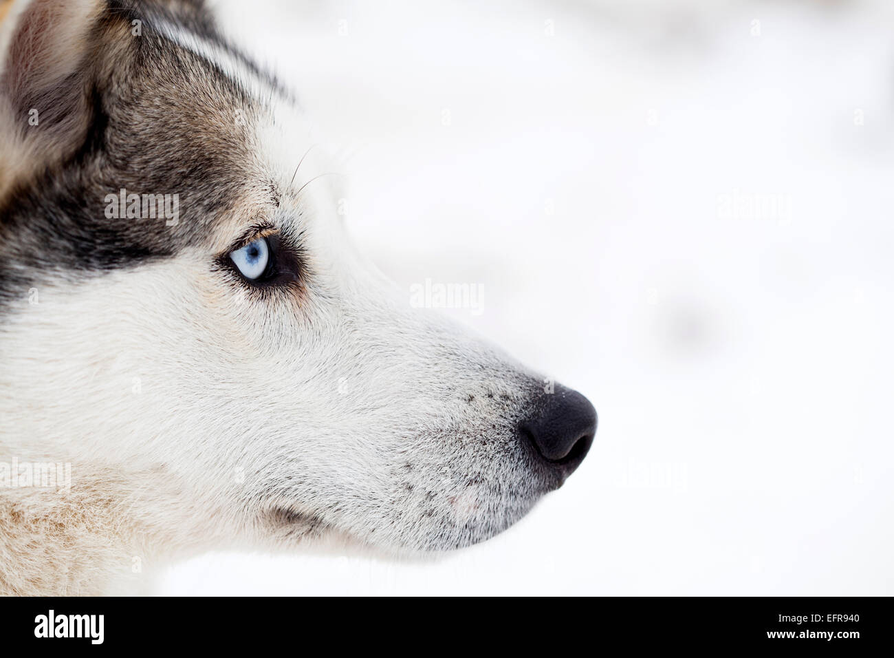 Siberian Husky dog in the snow Stock Photo - Alamy