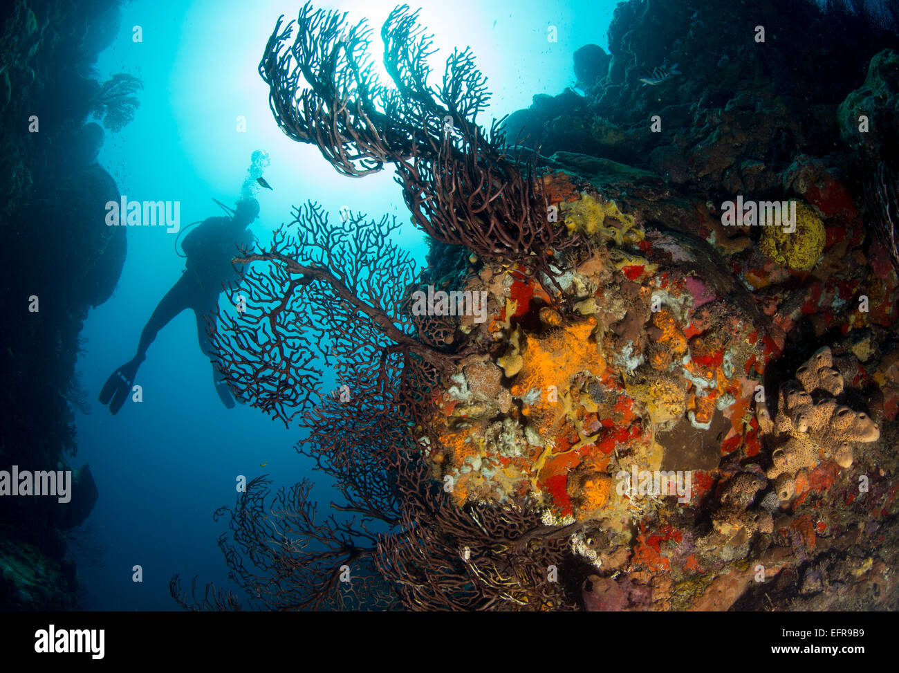 Diver on coral reef. Stock Photo