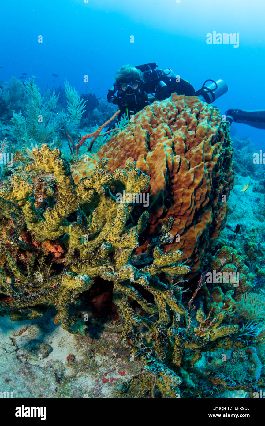 Diver views array of sponges. Stock Photo