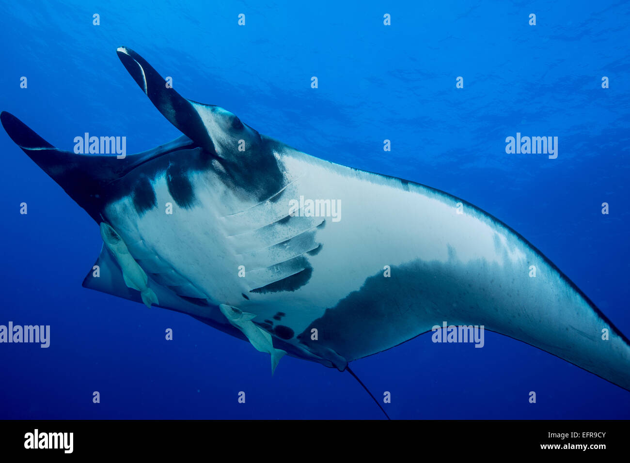 Group of manta rays hires stock photography and images Alamy