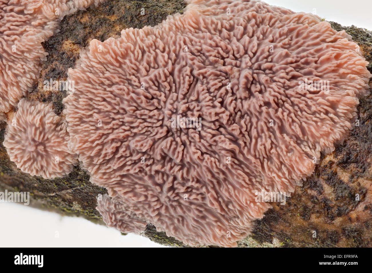 Wrinkled Crust fungus Stock Photo