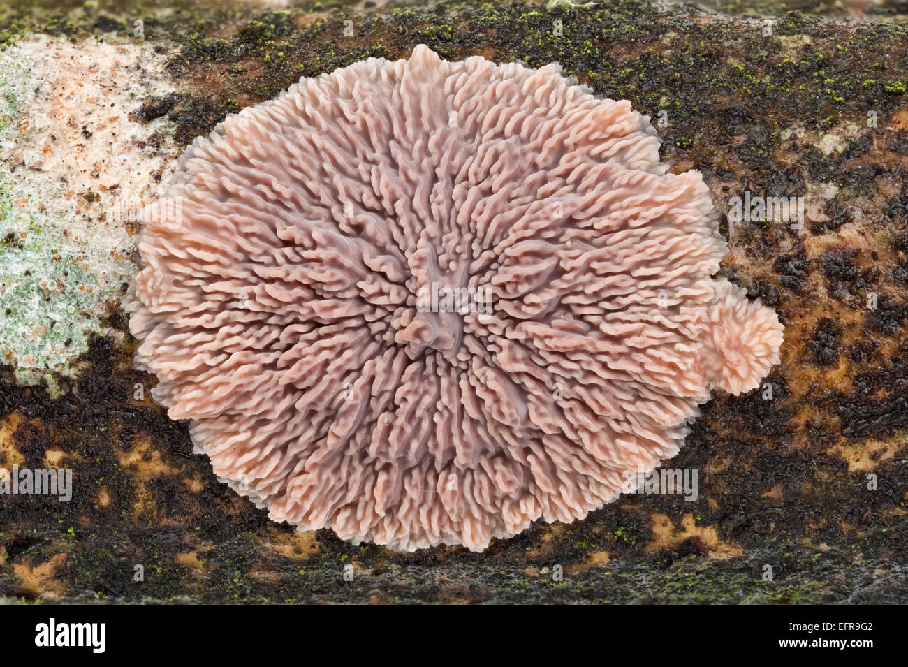 Wrinkled Crust fungus Stock Photo