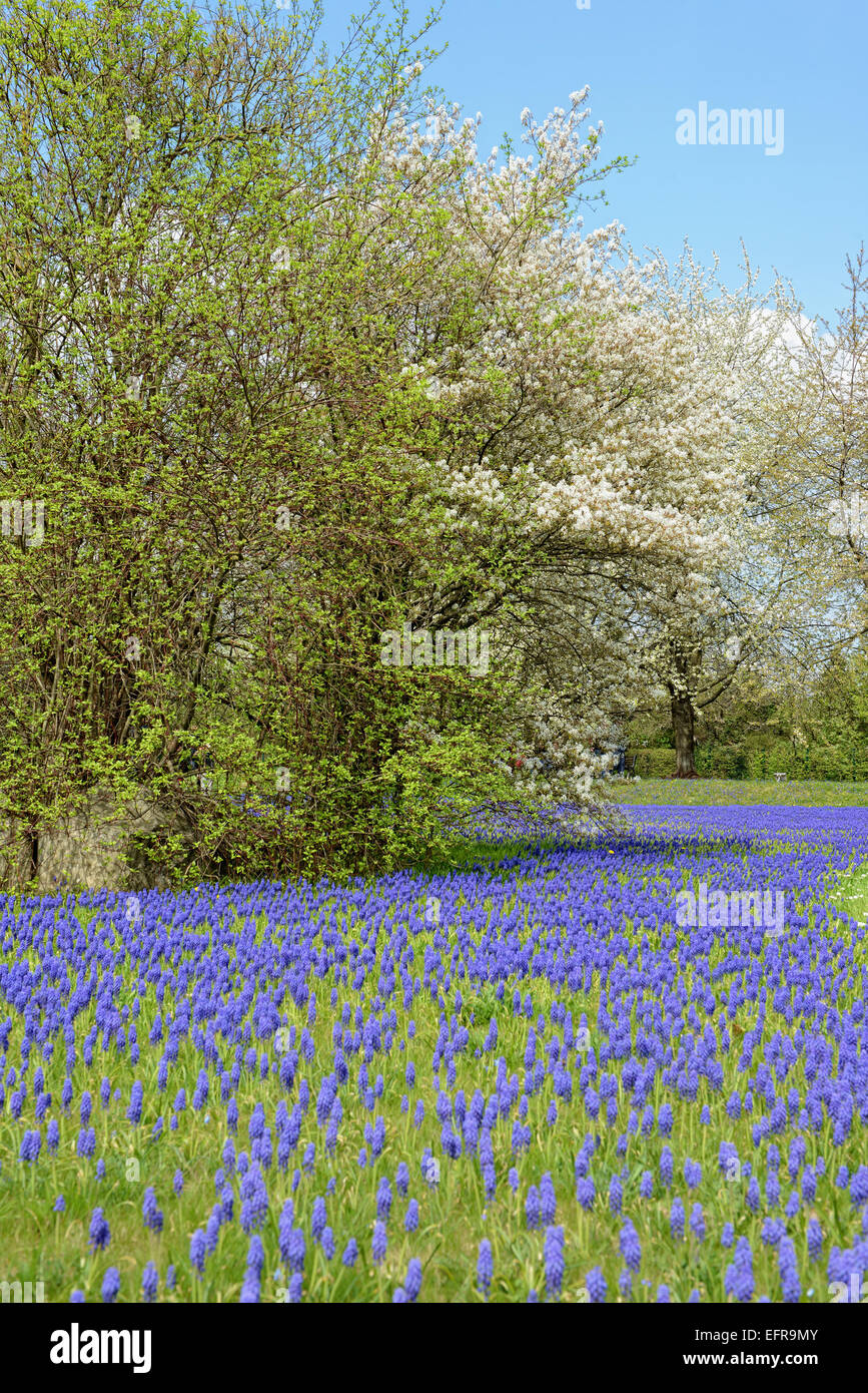 Hyacinth tree hires stock photography and images Alamy