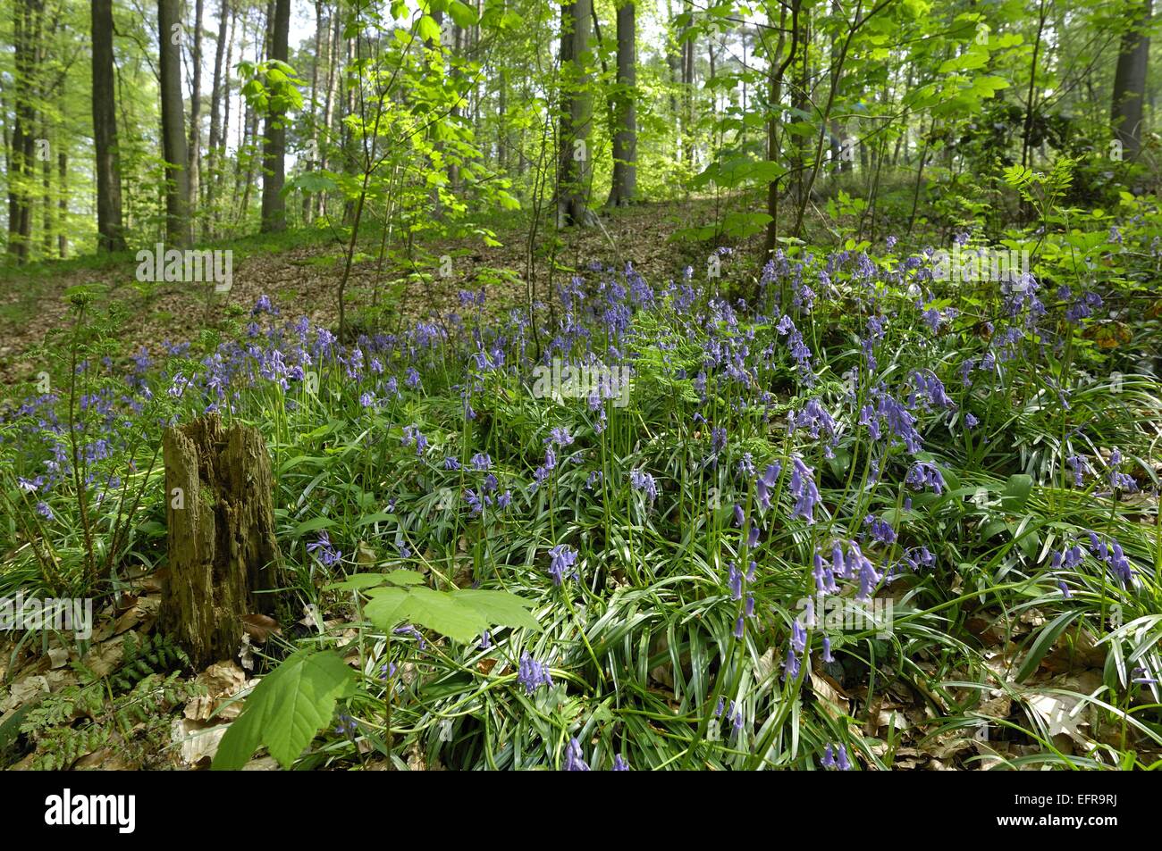 Common bluebell Wild hyacinth Wood hyacinth (Endymion nonscriptus