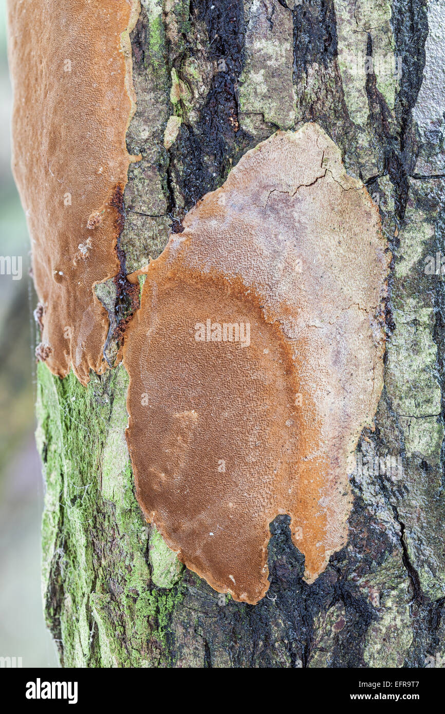 Cinnamon-brown Cushion fungus Stock Photo
