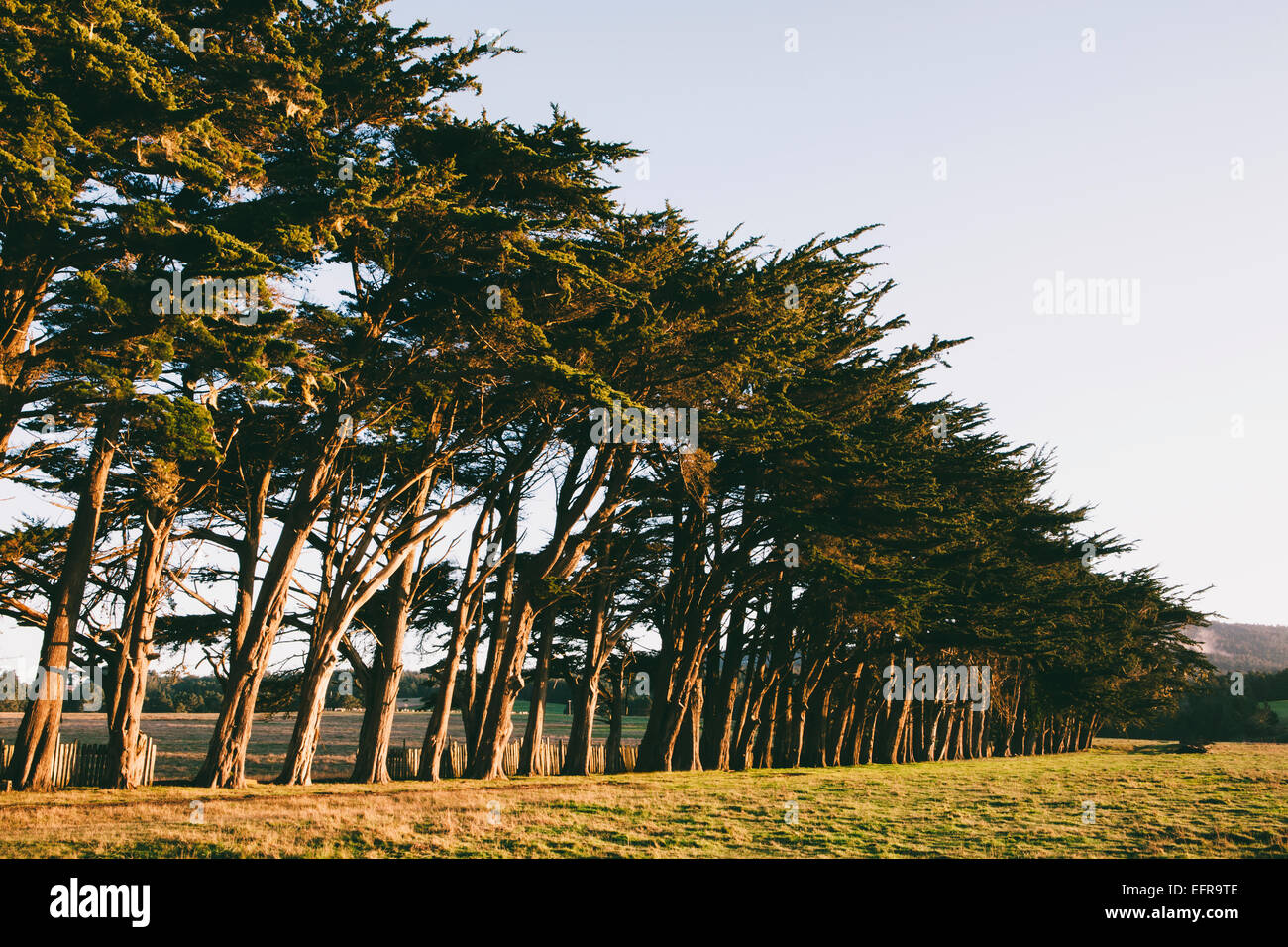 Row of Monterey Cypress trees native species of tree on the edge of a
