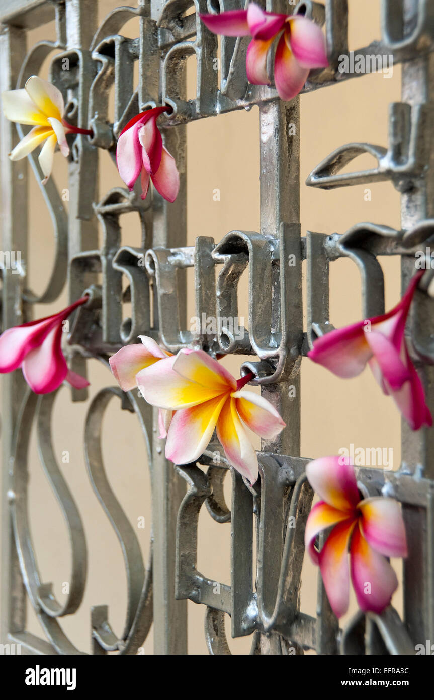 Vertical close up of Plumeria or Frangipani flowers decorating railings in Thailand. Stock Photo