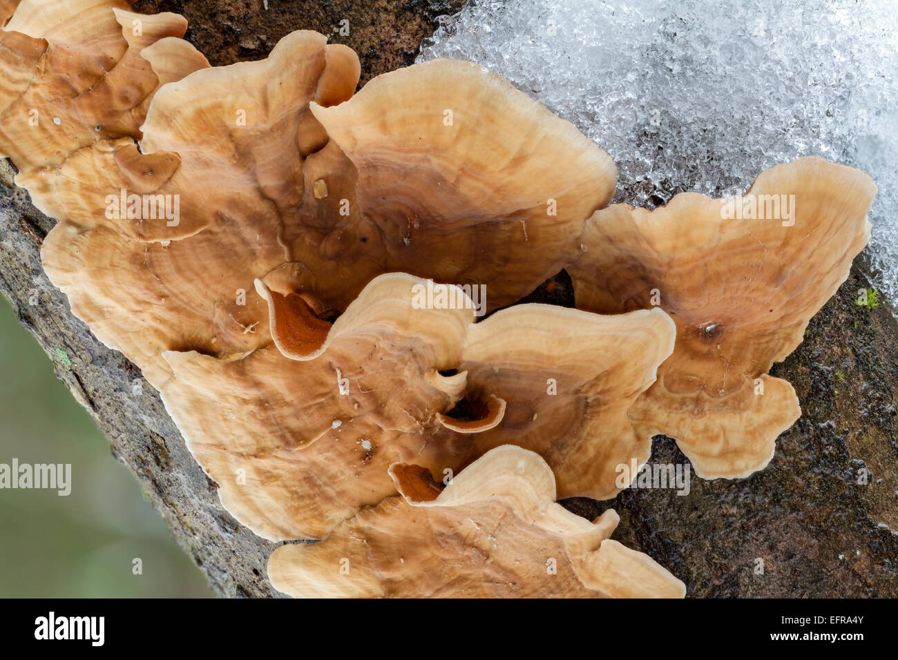 Yellowing Curtain Crust fungus Stock Photo