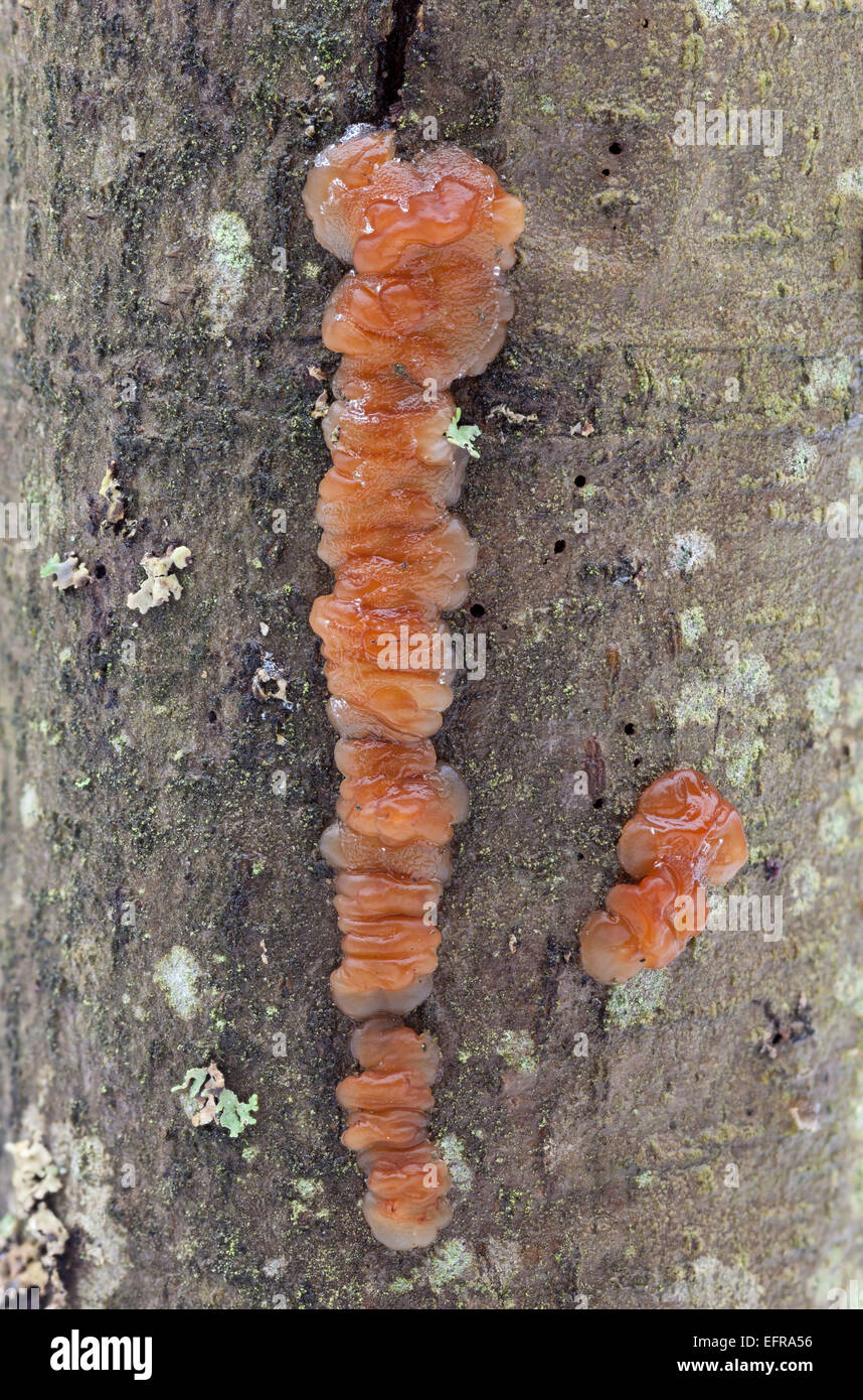 Tremella jelly fungus Stock Photo