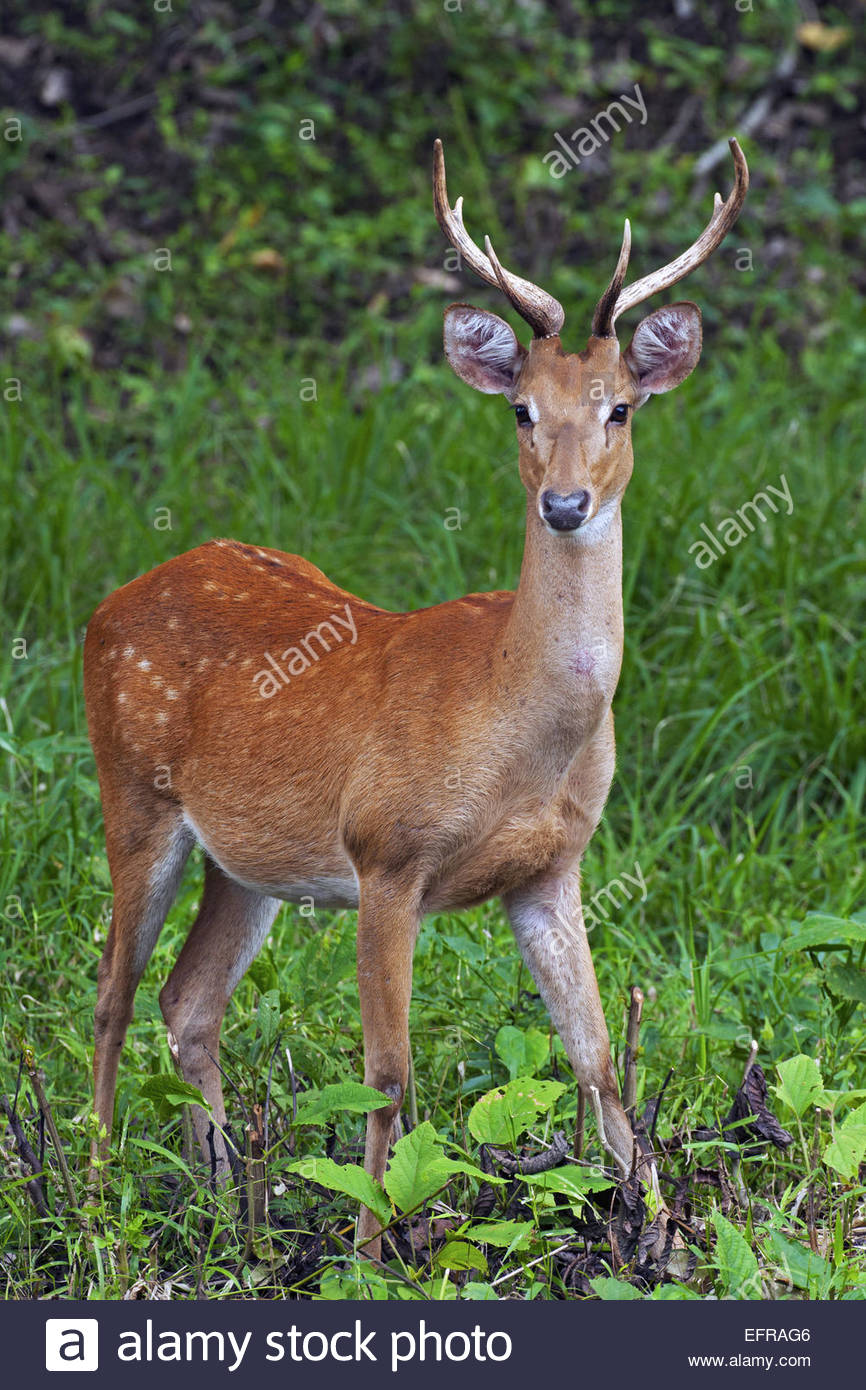 Thai Brow Antlered Deer Stock Photos & Thai Brow Antlered Deer Stock ...