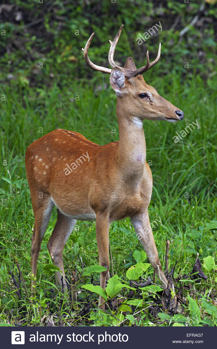 Eld's deer / thamin / brow-antlered deer (Panolia eldii) endangered Stock Photo - Alamy
