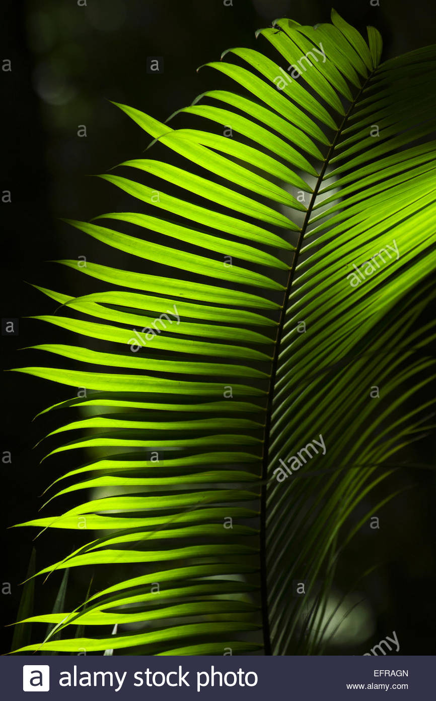 Rattan Plant High Resolution Stock Photography and Images Alamy