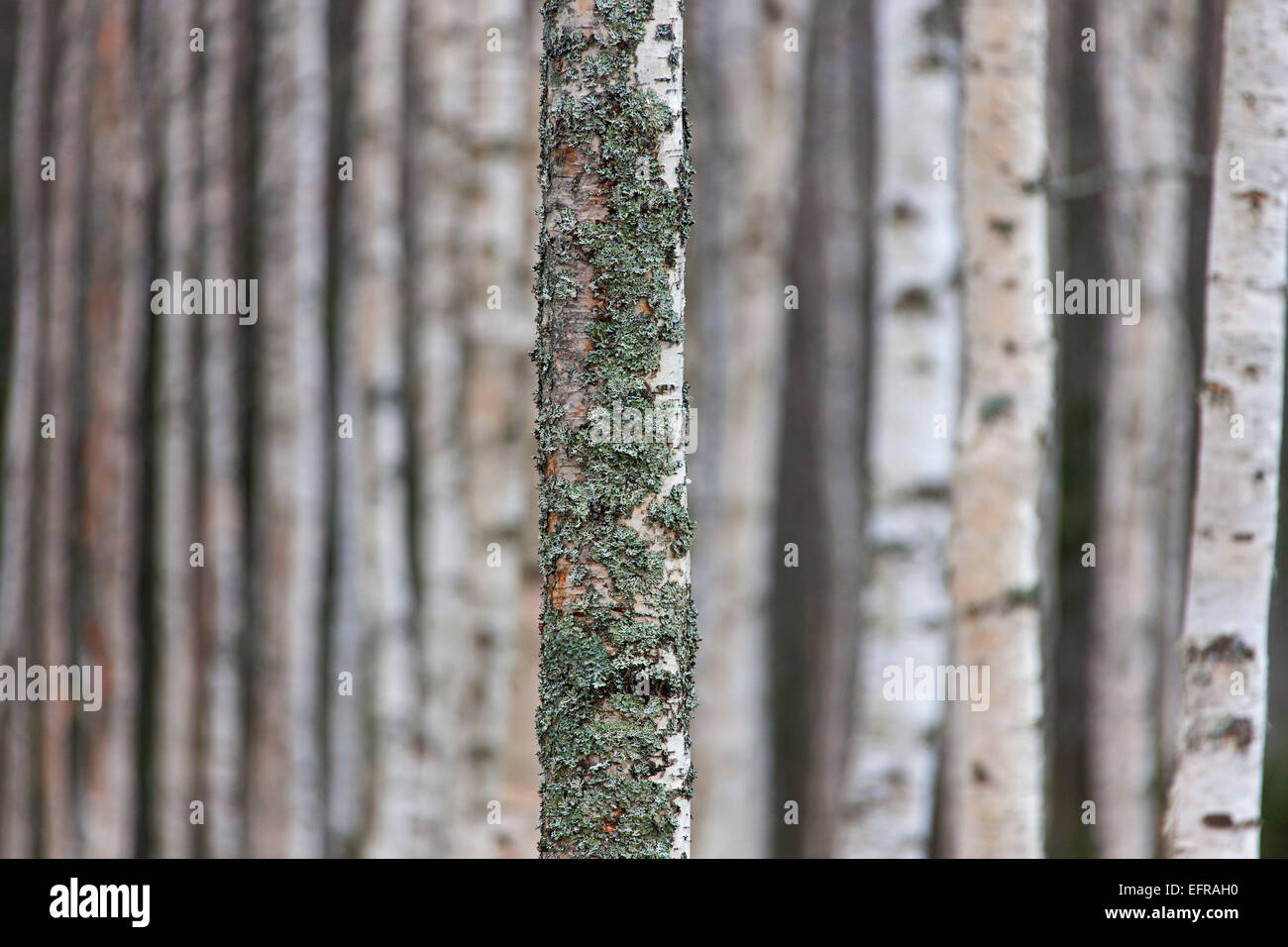 Silver birch (Betula pendula / Betula alba / Betula verrucosa) tree trunk covered in tube lichen (Hypogymnia physodes) Stock Photo