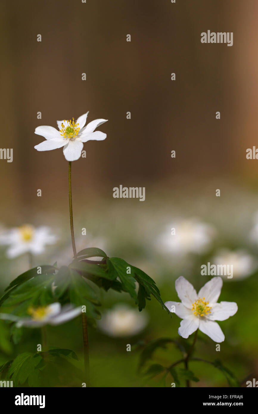 Wood anemones (Anemone nemorosa) flowering in spring forest Stock Photo