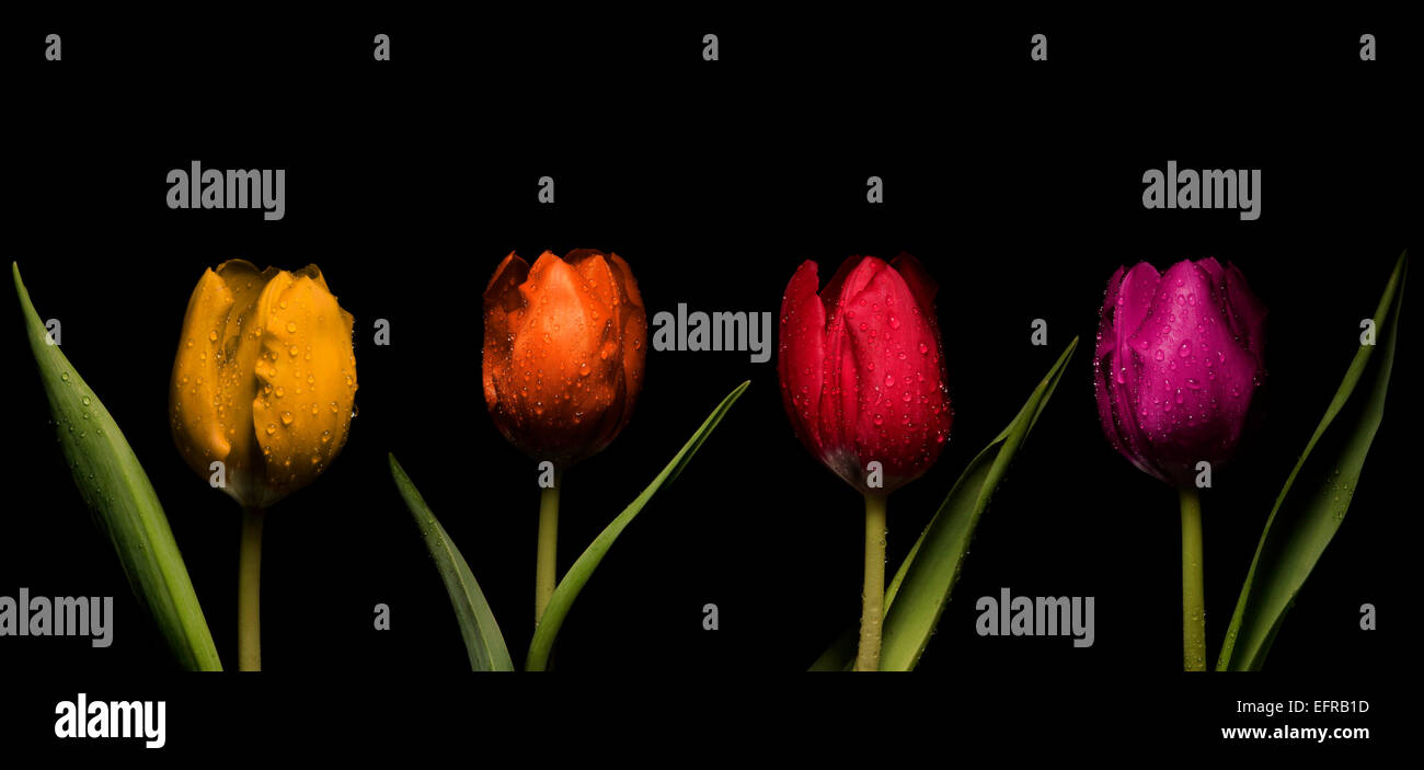Coloured Tulips on a black background. Studio photography. Coloured Flowers. colored tulips. Row of flowers. Stock Photo