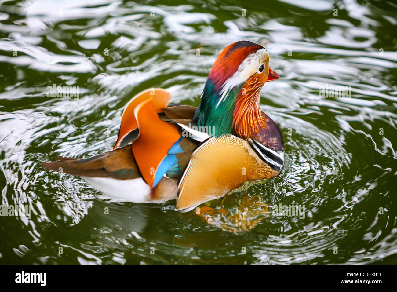 A rear view of a mandarin duck swimming in a pond Stock Photo - Alamy