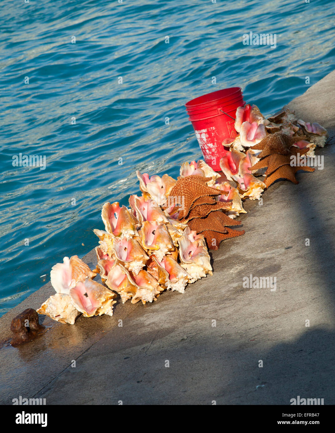 Conch shells souvenirs hires stock photography and images Alamy